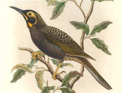 Melirrhophetes ochromelas (=Melidectes ochromelas) in The birds of New Guinea and the adjacent Papuan islands, including many new species recently discovered in Australia. v.3 (Plate 34).