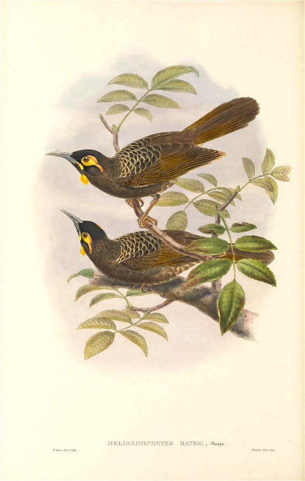 Melirrhophetes batesi (=Melidectes ochromelas batesi) in The birds of New Guinea and the adjacent Papuan islands, including many new species recently discovered in Australia. v.3 (Plate 35).