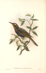 Melirrhophetes ochromelas (=Melidectes ochromelas) in The birds of New Guinea and the adjacent Papuan islands, including many new species recently discovered in Australia. v.3 (Plate 34).