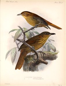 I PHILYDOR FUSCIPENNIS. 
RUFOBRUNNEUS 
J.G.KeuIeinans lilii 
' . \ -■ 
'. . V--".- 
■I .1 
1 
.iOBia 

jo
