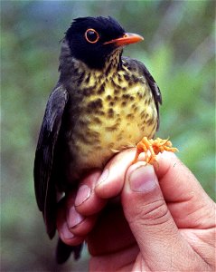 Sclater's Nightingale-thrush (Catharus maculatus) from Ecuador photo