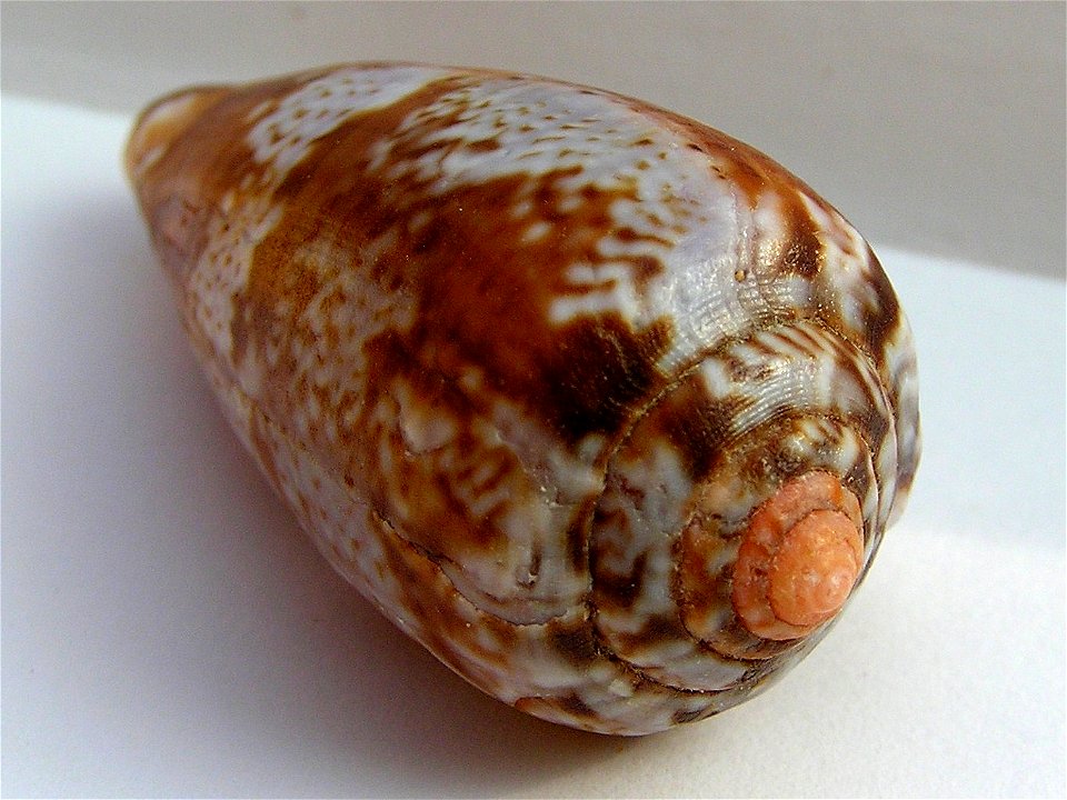 Conus amadis Gmelin, 1791 ; India