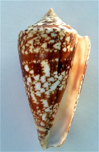 Conus amadis Gmelin, 1791 ; India