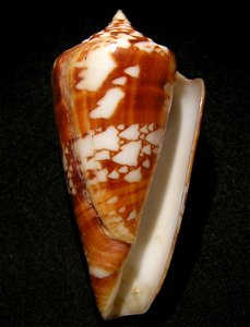 Conus amadis var. castaneofasciatus Dautzenberg, 1937 (synonym of Conus amadis); Thailand