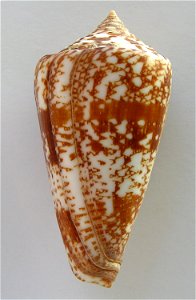 Conus amadis Gmelin, 1791 ; India
