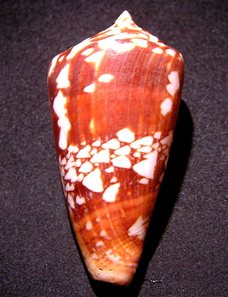 Conus amadis var. castaneofasciatus Dautzenberg, 1937 (synonym of Conus amadis); Thailand
