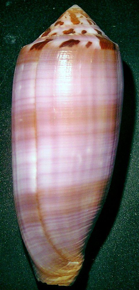 Conus circumcisus, Born, 1778; abapertural view; a cone snail in the family Conidae; Philippines