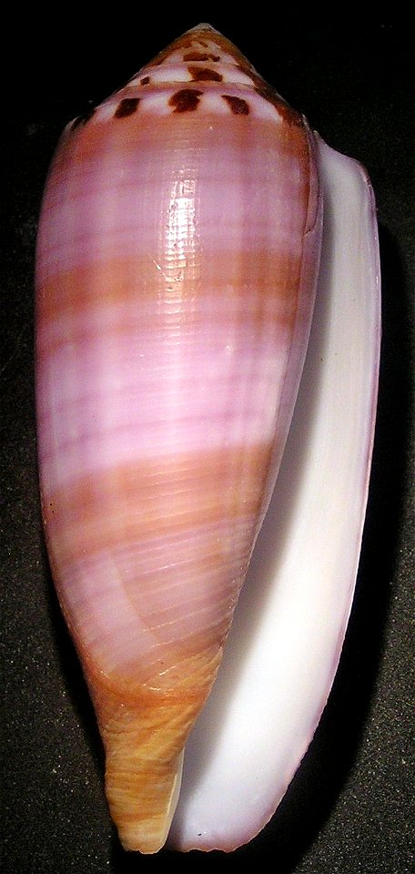 Conus circumcisus, Born, 1778; apertural view; a cone snail in the family Conidae; Philippines