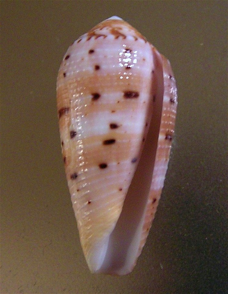 Conus circumcisus Born, 1778 ; the Philippines