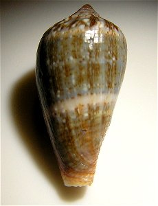 Conus franciscanus Hwass in Bruguière, 1792 (synonym: Conus hybridus Kiener, 1845) ; Senegal
