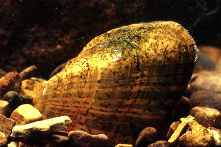 Alasmidonta marginata