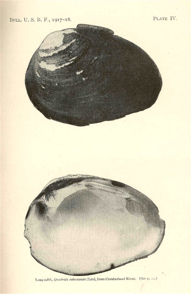 Long solid, Quadrula subrotunda (Lea), from Cumberland River
Subject: Quadrula, Freshwater mussels
Tag: Shellfish