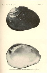 Long solid, Quadrula subrotunda (Lea), from Cumberland River
Subject: Quadrula, Freshwater mussels
Tag: Shellfish