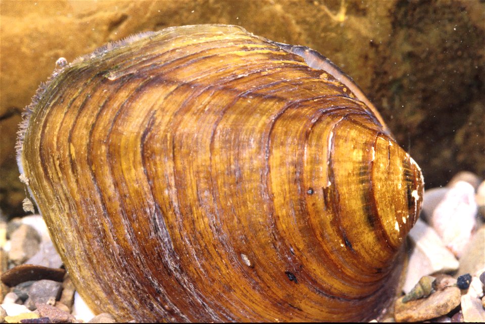 Fusconaia subrotunda