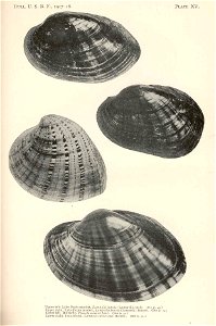 Upper left: Lake Pepin mucket, Lampsilis luteola (=Lampsilis radiata) male; Upper right: L. luteola (=L. radiata) female; Lower left: Butterfly, Plagiola securis (=Ellipsaria lineolata); Lower right, 