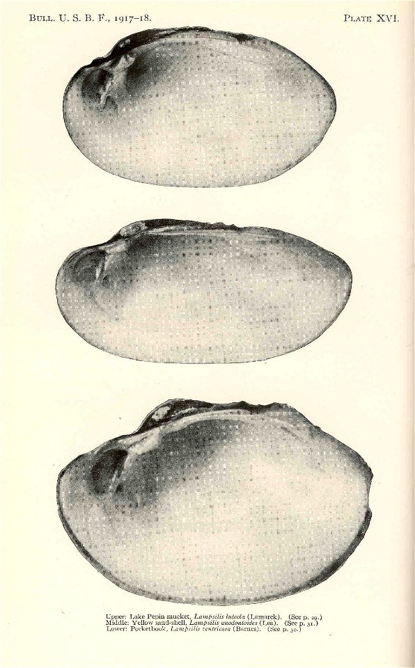 Upper: Lake Pepin mucket, Lampsilis luteola (=Lampsilis radiata); Middle: Yellow sand-shell, Lampsilis anodontoides (=L. teres); Lower: Pocketbook, Lampsilis ventricosa (=L. cardium)

 Lake Pepin muck