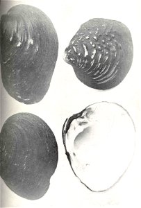 Bullhead (Pleurobema aesopus =Plethobasus cyphyus), Warty-Back (Quadrula pustulosa), Butterfly (Plagiola securis =Ellipsaria lineolata) outside and inside views

 Bullhead (Pleurobema aesopus). Warty-
