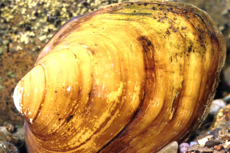 Plethobasus cyphyus
