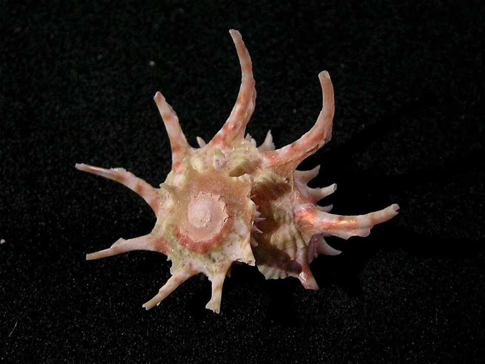 Angaria vicdani Kosuge, 1980; family Angariidae; Philippines