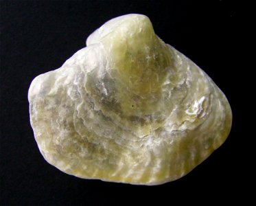 Anomia trigonopsis from Pakiri Beach, New Zealand.




Public domainPublic domainfalsefalse





This work has been released into the  by its author, Graham Bould. This applies worldwide.In some count