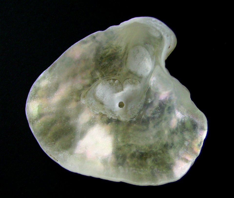 Anomia trigonopsis (inside) from Pakiri Beach, New Zealand.




Public domainPublic domainfalsefalse





This work has been released into the  by its author, Graham Bould. This applies worldwide.In s