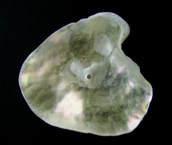 Anomia trigonopsis (inside) from Pakiri Beach, New Zealand.




Public domainPublic domainfalsefalse





This work has been released into the  by its author, Graham Bould. This applies worldwide.In s