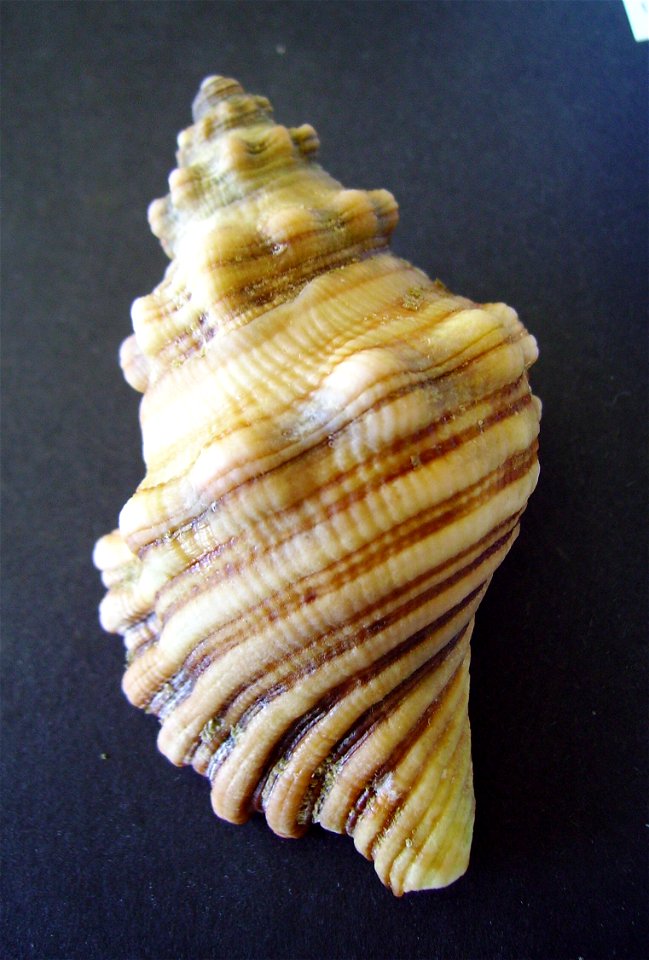 Cabestana spengleri from the Whangaparaoa Peninsula, New Zealand.




Public domainPublic domainfalsefalse





This work has been released into the  by its author, Graham Bould. This applies worldwid
