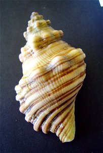 Cabestana spengleri from the Whangaparaoa Peninsula, New Zealand.




Public domainPublic domainfalsefalse





This work has been released into the  by its author, Graham Bould. This applies worldwid