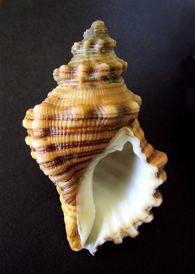 Cabestana spengleri (underside view), from the Whangaparaoa Peninsula, New Zealand.




Public domainPublic domainfalsefalse





This work has been released into the  by its author, Graham Bould. Thi