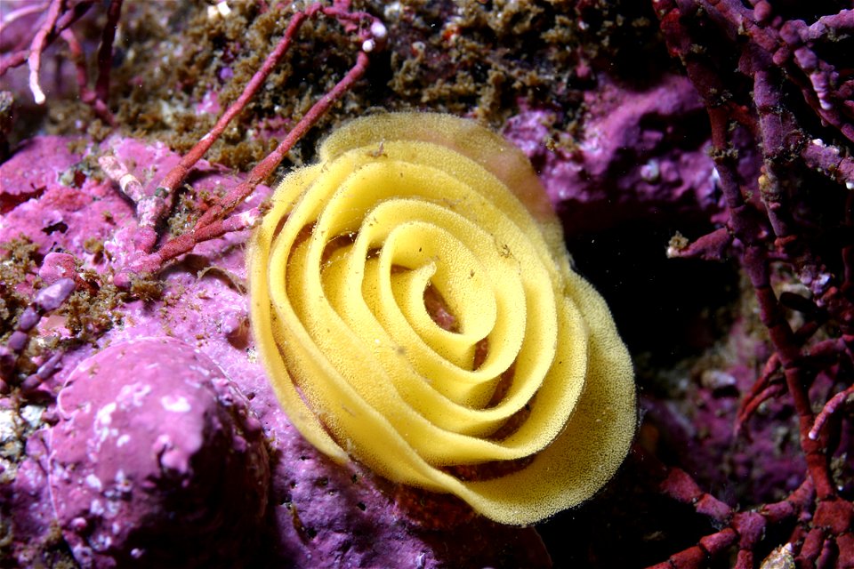 Doriopsilla albopunctata, puesta de huevos, en Point Lobos, California