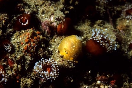 Salted dorid nudibranch (Doriopsilla albopunctata).  California, Monterey area.