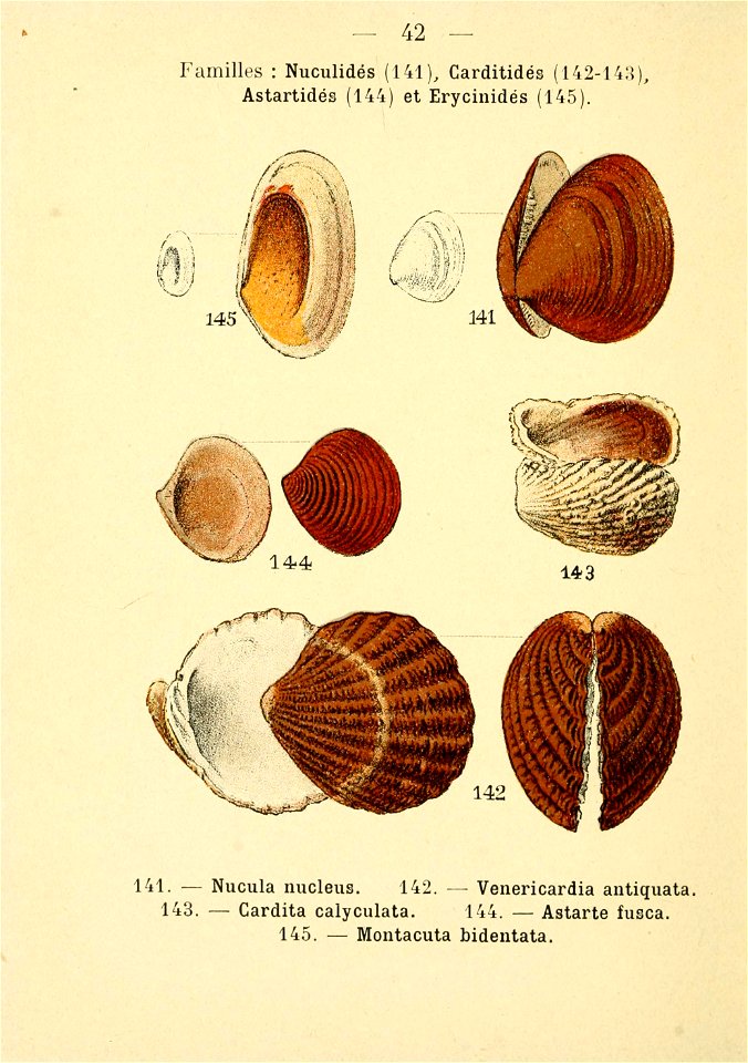 — 42 — 
Familles : Nuculidés (141), Carditidés (142-14:î), 
Astartidés (144) et Erycinidés (145). 
^ 14.4 
143 
141. — Nucula nucleus. 142. — Venericardia antiquata. 
143. — Cardita calyculata. 1