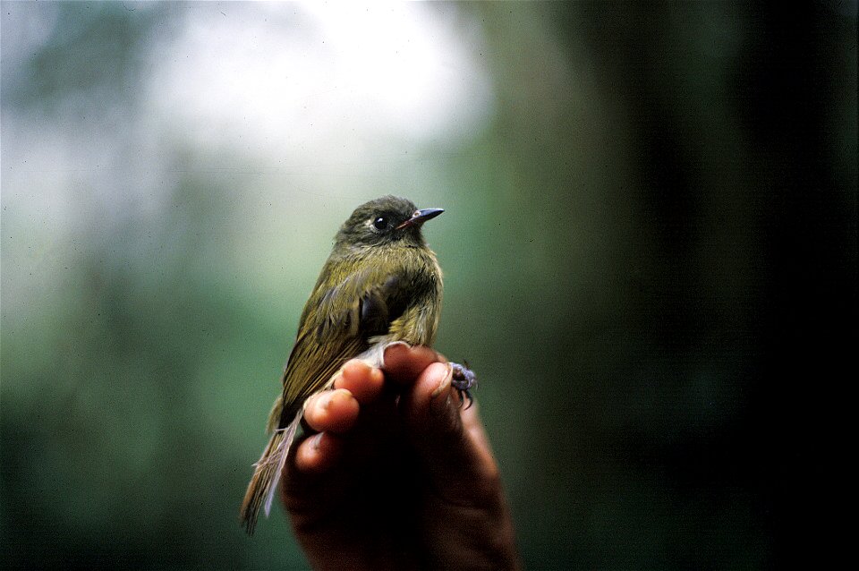 Streak-necked Flycatcher (Mionectes striaticollis) from Ecuador. Picture from the NBII Image Gallery.