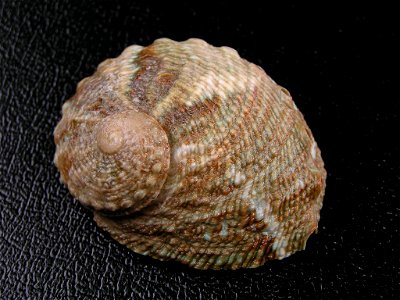 Dorsal view of a shell of H. cyclobates