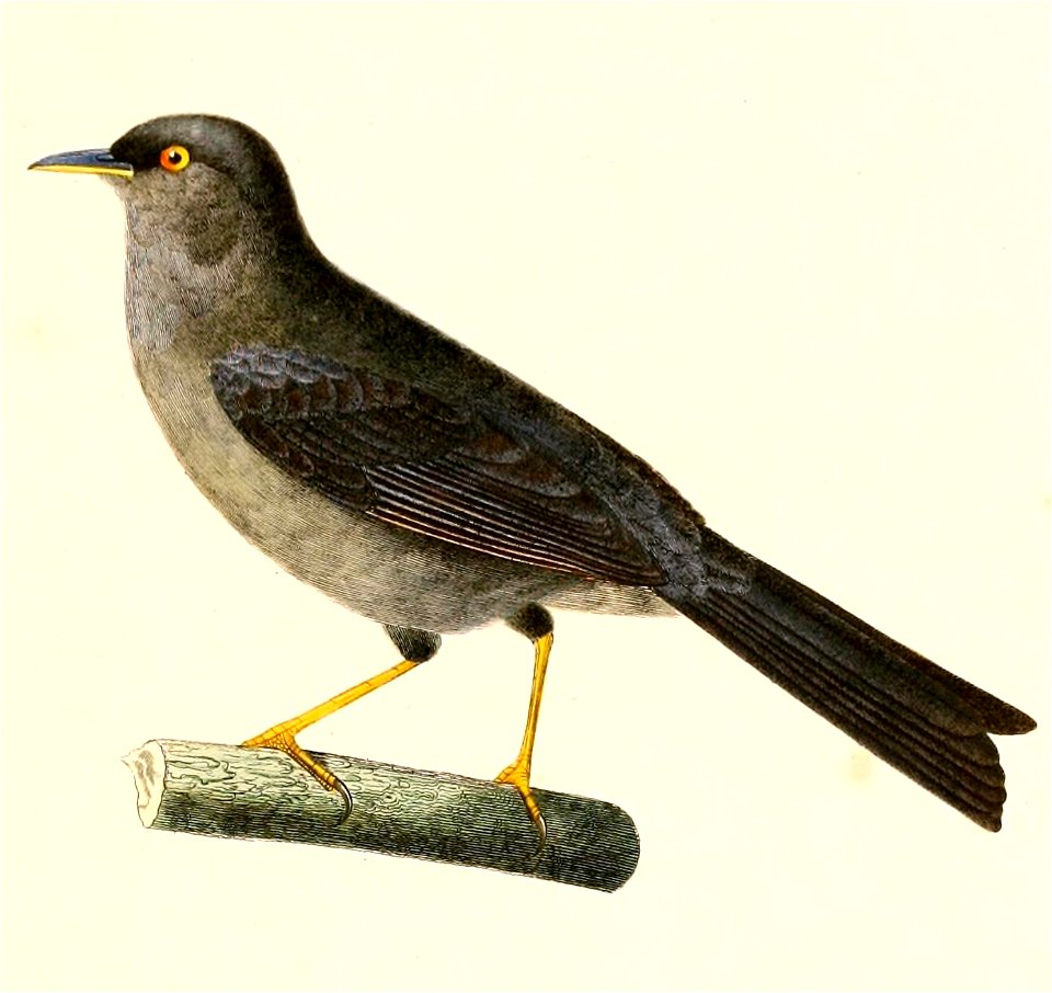 English:  « Sylvia concolor » = Xenospingus concolor (Slender-billed Finch)Français :  « Sylvia concolor » = Xenospingus concolor (Xénospingue uniforme)