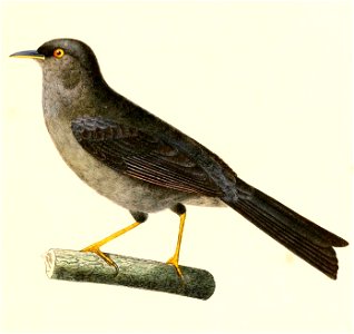 English:  « Sylvia concolor » = Xenospingus concolor (Slender-billed Finch)Français :  « Sylvia concolor » = Xenospingus concolor (Xénospingue uniforme)