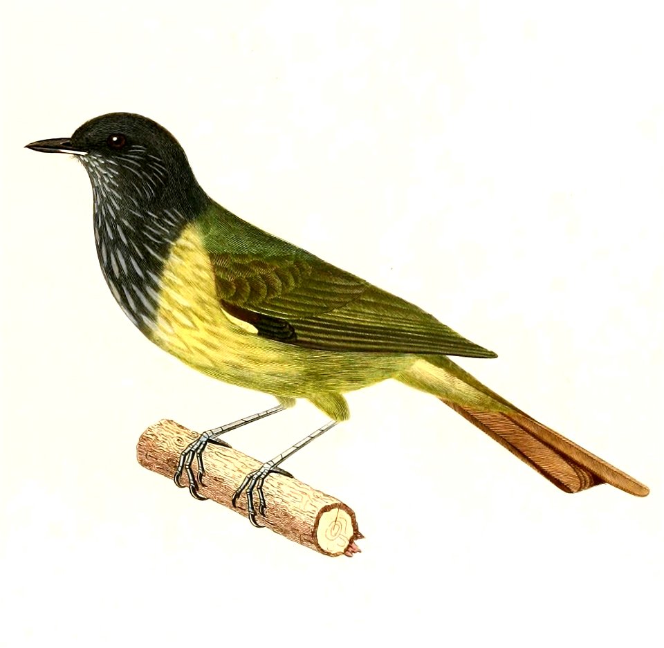 English:  « Muscicapa striaticollis » = Mionectes striaticollis (Streak-necked Flycatcher)Français :  « Muscicapa striaticollis » = Mionectes striaticollis