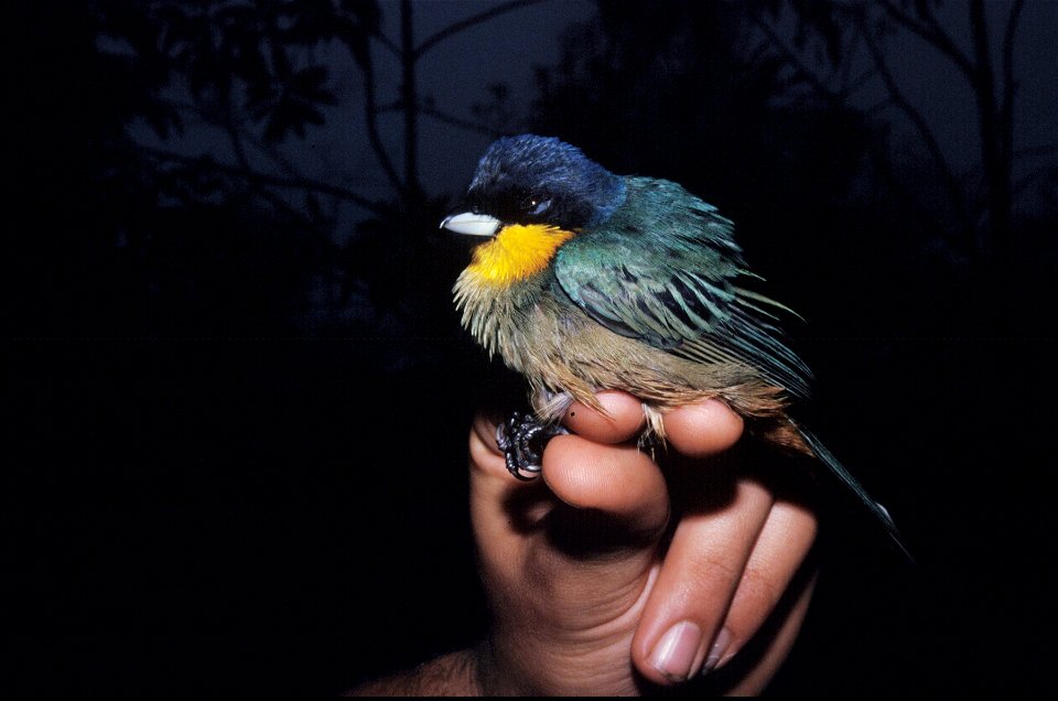 Yellow-throated Tanager (Iridosornis analis) from the NBII Image Gallery. Photographed at Cerro Colorado, Cordillera del Condor, Morona Santiago, Ecuador.