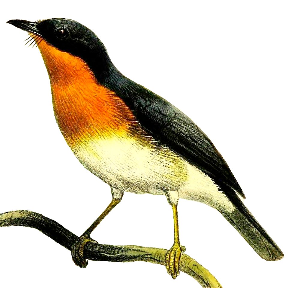 Cyornis rufigula = Ficedula rufigula