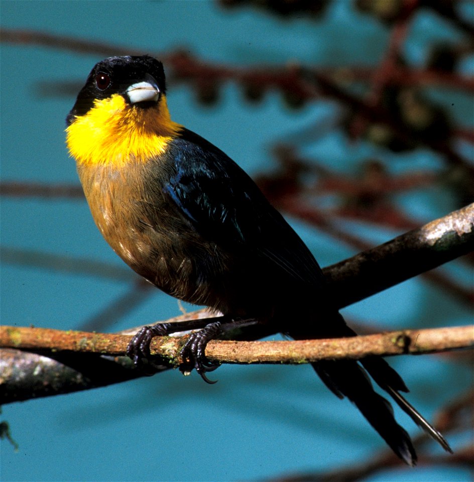 Yellow-throated Tanager photographed in Cordillera del Cóndor, Ecuador.