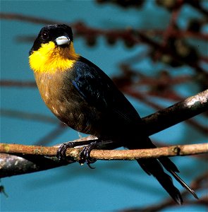 Yellow-throated Tanager photographed in Cordillera del Cóndor, Ecuador.