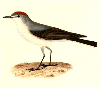 English:  « Muscisaxicola rufivertex » = Muscisaxicola rufivertex (Rufous-naped Ground Tyrant)Français :  « Muscisaxicola rufivertex » = Muscisaxicola rufi