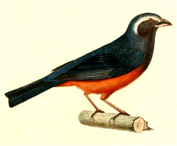 English:  « Saltator rufiventris » = Saltator rufiventris (Rufous-bellied Saltator)Français :  « Saltator rufiventris » = Saltator rufiventris (Saltator à 