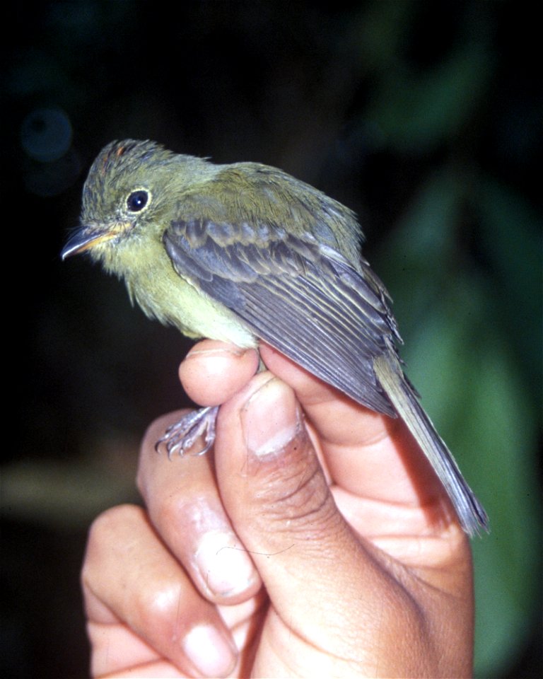 Orange-crested Flycatcher (Myiophobus phoenicomitra) in Ecuador
