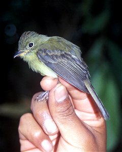 Orange-crested Flycatcher (Myiophobus phoenicomitra) in Ecuador photo