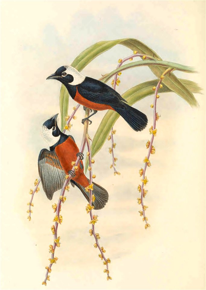 Piezorhynchus richardsii = Monarcha richardsii - The birds of New Guinea and the adjacent Papuan islands : including many new species recently discovered in Australia. v.2 (Plate 46).