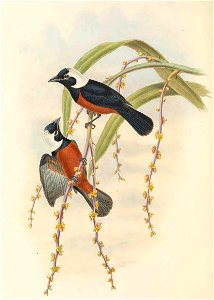 Piezorhynchus richardsii = Monarcha richardsii - The birds of New Guinea and the adjacent Papuan islands : including many new species recently discovered in Australia. v.2 (Plate 46).