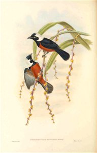Piezorhynchus richardsii = Monarcha richardsii - The birds of New Guinea and the adjacent Papuan islands : including many new species recently discovered in Australia. v.2 (Plate 46).