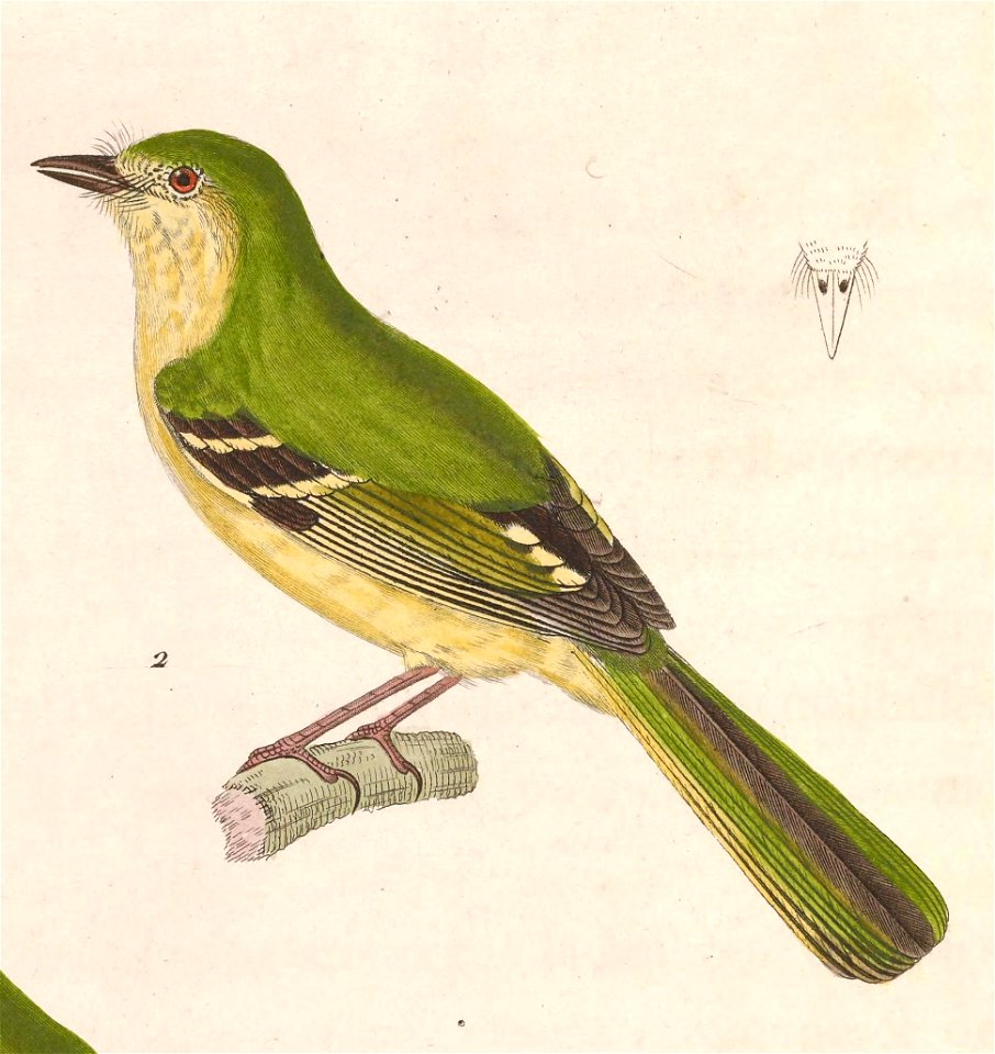 English:  « Muscicapa ventralis » = Phylloscartes ventralis (Mottle-cheeked Tyrannulet) - maleFrançais :  « Muscicapa ventralis » = Phylloscartes ventralis
