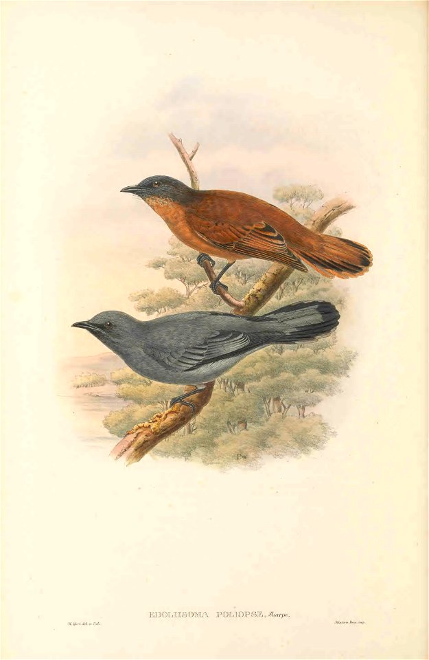 Edoliisoma poliopse = Coracina schisticeps poliopsa‎ - The birds of New Guinea and the adjacent Papuan islands : including many new species recently discovered in Australia. v.2 (Plate 8).